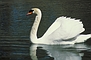 Mute Swan picture