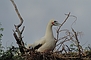 Red-footed Booby picture