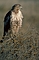 Red-tailed Hawk picture