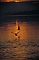 Seagull picture