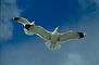 Seagull picture