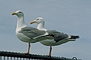 Seagull  picture
