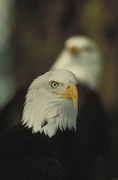 Bald Eagle Magnet