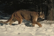 Cougar T-Shirt