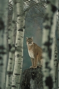 Cougar Magnet