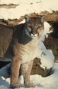 Cougar Magnet