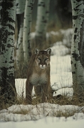 Cougar T-Shirt