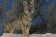 Coyote Magnet