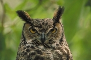 Great Horned Owl Magnet
