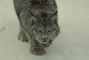 Lynx Magnet
