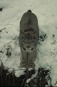Lynx Magnet