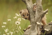 Lynx Magnet