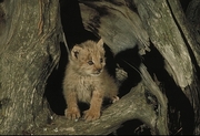 Lynx Magnet