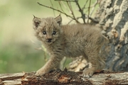 Lynx Magnet