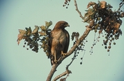 Red Tail Hawk Magnet