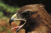 Red-tailed Hawk Magnet