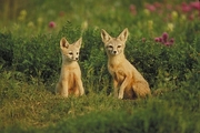 San Joaquin Kit Fox Magnet