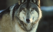 Timber Wolf Poster