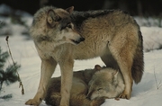 Timber Wolf Magnet