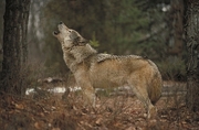 Timber Wolf Magnet