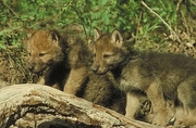 Timber Wolf Magnet