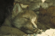 Timber Wolf Magnet