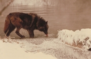 Tundra Wolf Magnet
