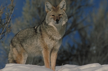 Coyote