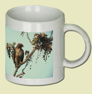 Red Tail Hawk Coffee Mug