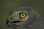 Northern Harrier picture