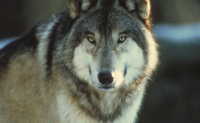 Timber Wolf