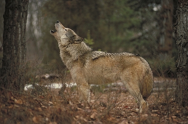 Timber Wolf