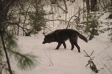 Tundra Wolf