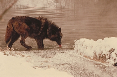 Tundra Wolf