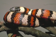 Long-Nosed Snake Magnet
