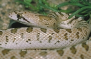 Night Snake Poster