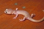 Arboreal Salamander picture