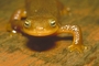 California Newt picture