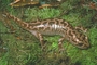 Pacific Giant Salamander picture
