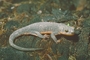 Rough-Skin Newt picture