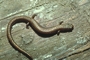 Slender Salamander picture