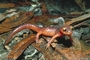 Yellow-Eyed Salamander picture