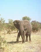 African Elephant T-Shirt