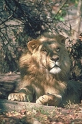 African Lion Magnet