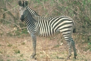 Burchell's Zebra Magnet