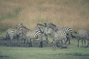Grant's Zebra Magnet