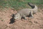 Nile Crocodile Magnet