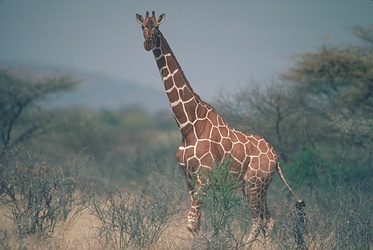 Reticulated Giraffe