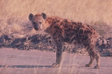 Spotted Hyena
