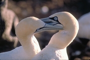 Cape Gannet Magnet